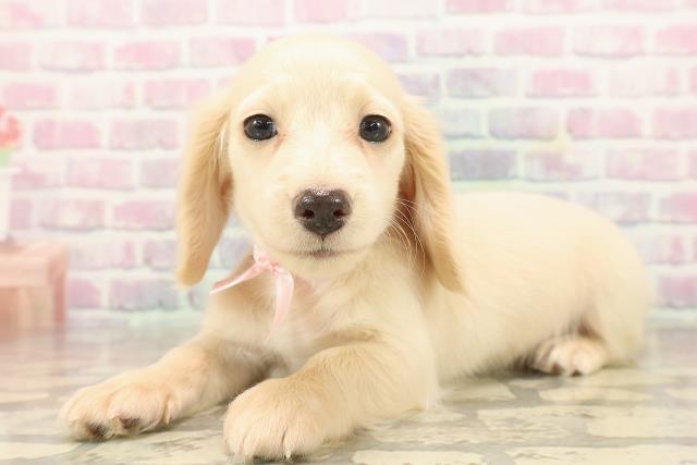 埼玉県のミニチュアダックスフンド(ロング) (Coo&RIKU春日部店/2025年9月14日生まれ/女の子/イエロー)の子犬の2枚目の画像