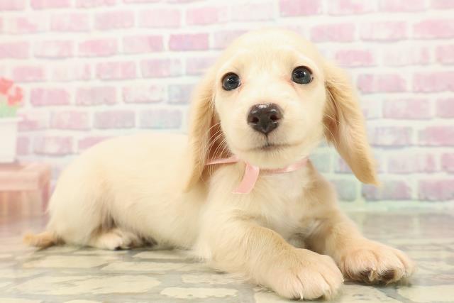 埼玉県のミニチュアダックスフンド(ロング) (Coo&RIKU春日部店/2025年9月14日生まれ/女の子/イエロー)の子犬の3枚目の画像