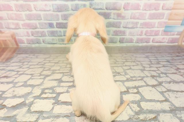 埼玉県のミニチュアダックスフンド(ロング) (Coo&RIKU春日部店/2025年9月14日生まれ/女の子/イエロー)の子犬の4枚目の画像