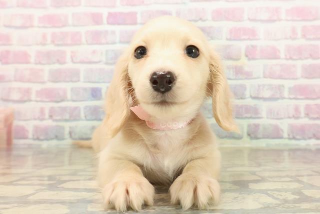 千葉県のミニチュアダックスフンド(ロング) (Coo&RIKUフレスポ稲毛店/2025年9月14日生まれ/女の子/イエロー)の子犬の1枚目の画像