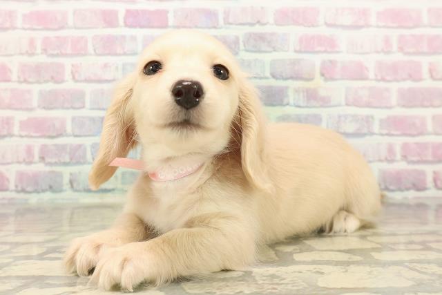 千葉県のミニチュアダックスフンド(ロング) (Coo&RIKUフレスポ稲毛店/2025年9月14日生まれ/女の子/イエロー)の子犬の2枚目の画像