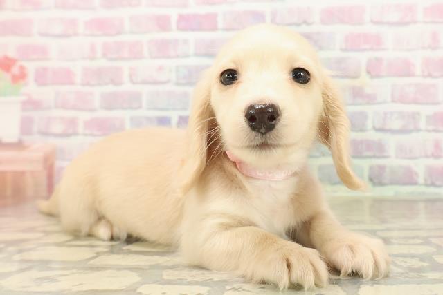 千葉県のミニチュアダックスフンド(ロング) (Coo&RIKUフレスポ稲毛店/2025年9月14日生まれ/女の子/イエロー)の子犬の3枚目の画像