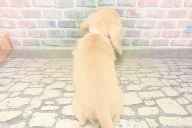 千葉県のミニチュアダックスフンド(ロング) (Coo&RIKUフレスポ稲毛店/2025年9月14日生まれ/女の子/イエロー)の子犬の4枚目の画像