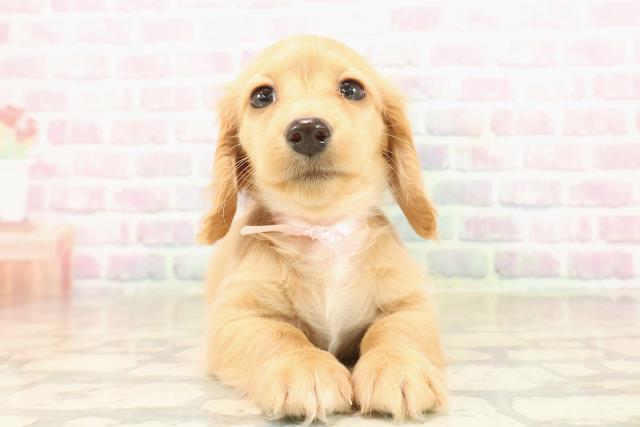 東京都のミニチュアダックスフンド(ロング) (Coo&RIKU赤坂店/2025年9月14日生まれ/女の子/ゴールド)の子犬の1枚目の画像