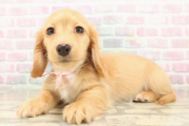 東京都のミニチュアダックスフンド(ロング) (Coo&RIKU赤坂店/2025年9月14日生まれ/女の子/ゴールド)の子犬の2枚目の画像