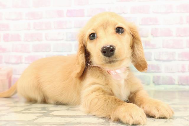 東京都のミニチュアダックスフンド(ロング) (Coo&RIKU赤坂店/2025年9月14日生まれ/女の子/ゴールド)の子犬の3枚目の画像