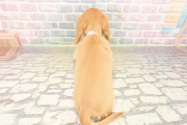 東京都のミニチュアダックスフンド(ロング) (Coo&RIKU赤坂店/2025年9月14日生まれ/女の子/ゴールド)の子犬の4枚目の画像