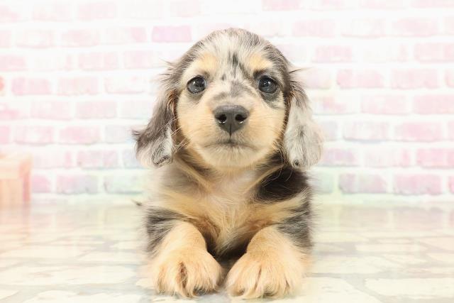 東京都のミニチュアダックスフンド(ロング) (Coo&RIKU大久保店/2025年9月24日生まれ/男の子/シルバーダップル)の子犬