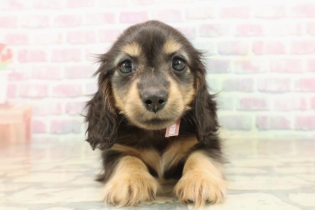 静岡県のミニチュアダックスフンド(ロング) (Coo&RIKU藤枝店/2025年9月24日生まれ/女の子/ブラックタン)の子犬の1枚目の画像