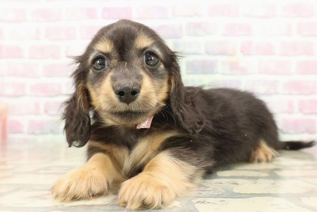 静岡県のミニチュアダックスフンド(ロング) (Coo&RIKU藤枝店/2025年9月24日生まれ/女の子/ブラックタン)の子犬の2枚目の画像