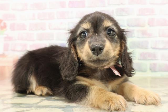 静岡県のミニチュアダックスフンド(ロング) (Coo&RIKU藤枝店/2025年9月24日生まれ/女の子/ブラックタン)の子犬の3枚目の画像