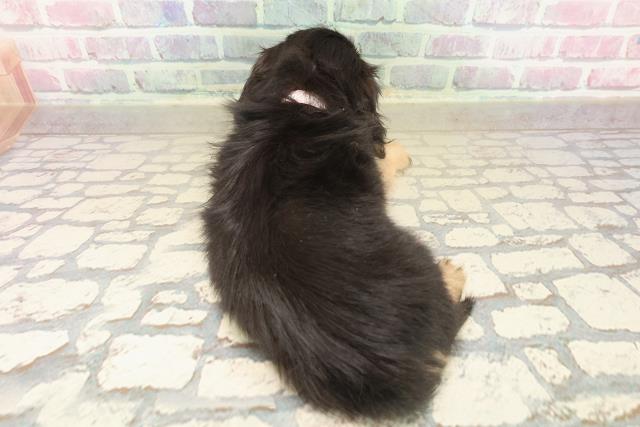 静岡県のミニチュアダックスフンド(ロング) (Coo&RIKU藤枝店/2025年9月24日生まれ/女の子/ブラックタン)の子犬の4枚目の画像