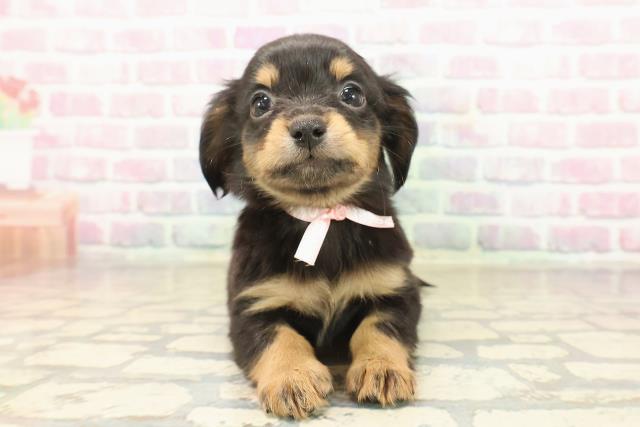 静岡県のチワックス(チワワ×ダックス) (Coo&RIKU掛川店/2025年9月17日生まれ/女の子/ブラックタン)の子犬の1枚目の画像