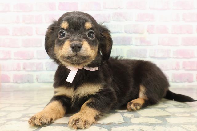 静岡県のチワックス(チワワ×ダックス) (Coo&RIKU掛川店/2025年9月17日生まれ/女の子/ブラックタン)の子犬の2枚目の画像