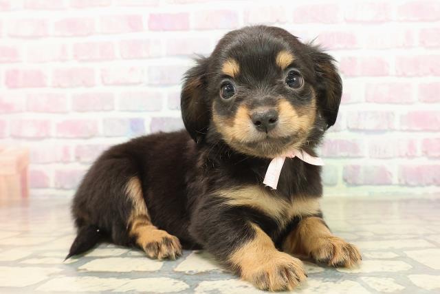 静岡県のチワックス(チワワ×ダックス) (Coo&RIKU掛川店/2025年9月17日生まれ/女の子/ブラックタン)の子犬の3枚目の画像