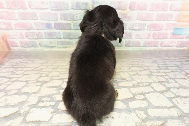 静岡県のチワックス(チワワ×ダックス) (Coo&RIKU掛川店/2025年9月17日生まれ/女の子/ブラックタン)の子犬の4枚目の画像