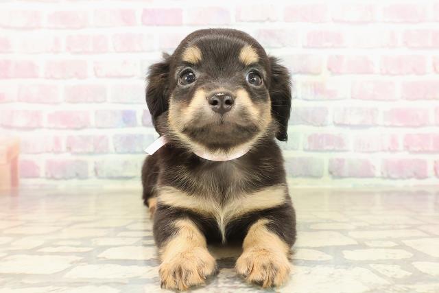 東京都のチワックス(チワワ×ダックス) (Coo&RIKU足立本店/2025年9月17日生まれ/女の子/ブラックタン)の子犬の1枚目の画像