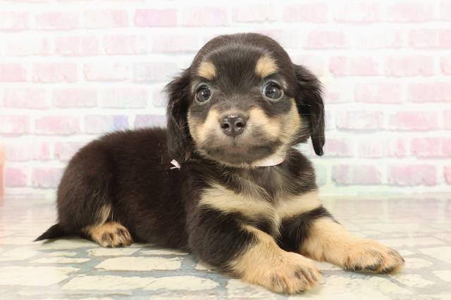 東京都のチワックス(チワワ×ダックス) (Coo&RIKU足立本店/2025年9月17日生まれ/女の子/ブラックタン)の子犬の3枚目の画像