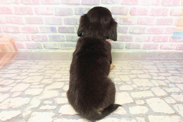 東京都のチワックス(チワワ×ダックス) (Coo&RIKU足立本店/2025年9月17日生まれ/女の子/ブラックタン)の子犬の4枚目の画像