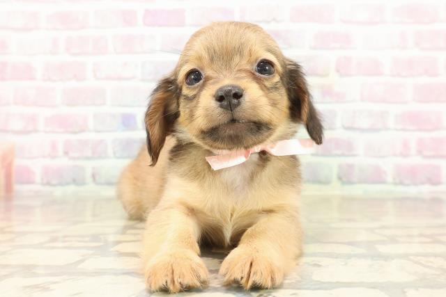 埼玉県のチワックス(チワワ×ダックス) (Coo&RIKU所沢店/2025年9月17日生まれ/女の子/レッド)の子犬