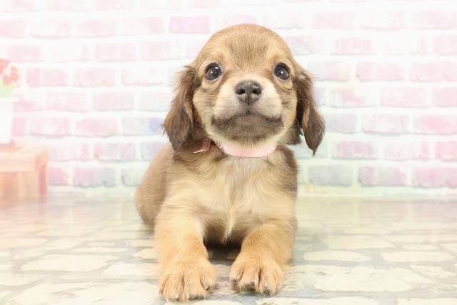 東京都のチワックス(チワワ×ダックス) (Coo&RIKU浅草店/2025年9月17日生まれ/女の子/レッド)の子犬の1枚目の画像