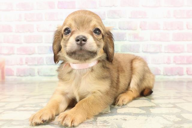 東京都のチワックス(チワワ×ダックス) (Coo&RIKU浅草店/2025年9月17日生まれ/女の子/レッド)の子犬の2枚目の画像