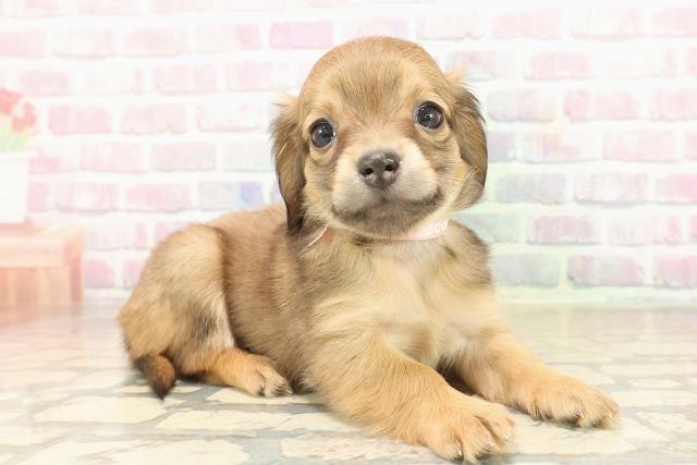 東京都のチワックス(チワワ×ダックス) (Coo&RIKU浅草店/2025年9月17日生まれ/女の子/レッド)の子犬の3枚目の画像