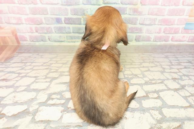 東京都のチワックス(チワワ×ダックス) (Coo&RIKU浅草店/2025年9月17日生まれ/女の子/レッド)の子犬の4枚目の画像