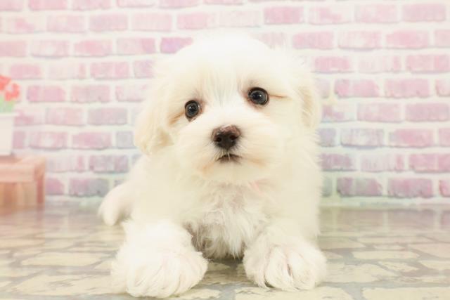 千葉県のマルチーズ (Coo&RIKU流山店/2025年9月17日生まれ/女の子/ホワイト)の子犬の1枚目の画像