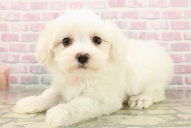 千葉県のマルチーズ (Coo&RIKU流山店/2025年9月17日生まれ/女の子/ホワイト)の子犬の2枚目の画像