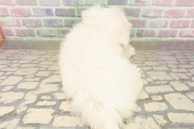 千葉県のマルチーズ (Coo&RIKU流山店/2025年9月17日生まれ/女の子/ホワイト)の子犬の4枚目の画像