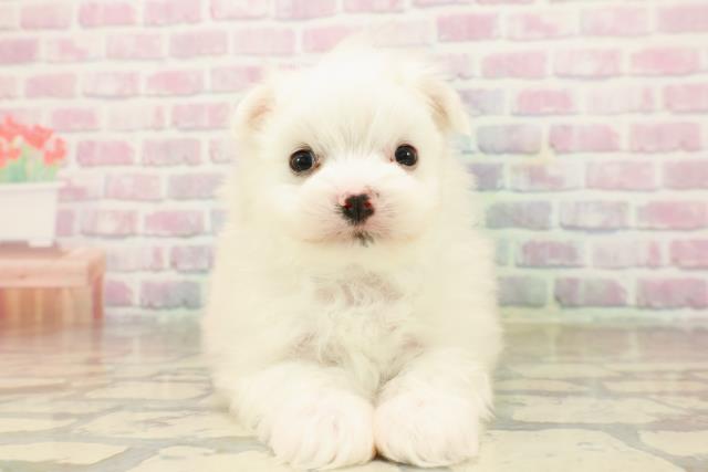 静岡県のポメマル/マルポメ(ポメラニアン×マルチーズ) (Coo&RIKU掛川店/2025年9月22日生まれ/男の子/ホワイト)の子犬の1枚目の画像