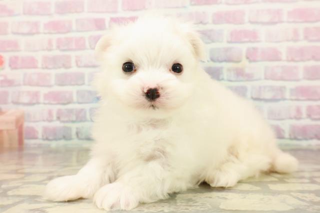静岡県のポメマル/マルポメ(ポメラニアン×マルチーズ) (Coo&RIKU掛川店/2025年9月22日生まれ/男の子/ホワイト)の子犬の2枚目の画像