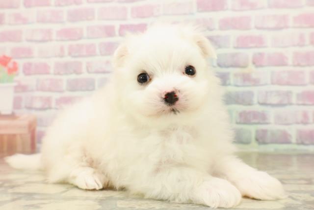 静岡県のポメマル/マルポメ(ポメラニアン×マルチーズ) (Coo&RIKU掛川店/2025年9月22日生まれ/男の子/ホワイト)の子犬の3枚目の画像