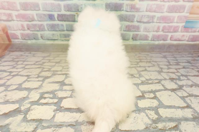 静岡県のポメマル/マルポメ(ポメラニアン×マルチーズ) (Coo&RIKU掛川店/2025年9月22日生まれ/男の子/ホワイト)の子犬の4枚目の画像