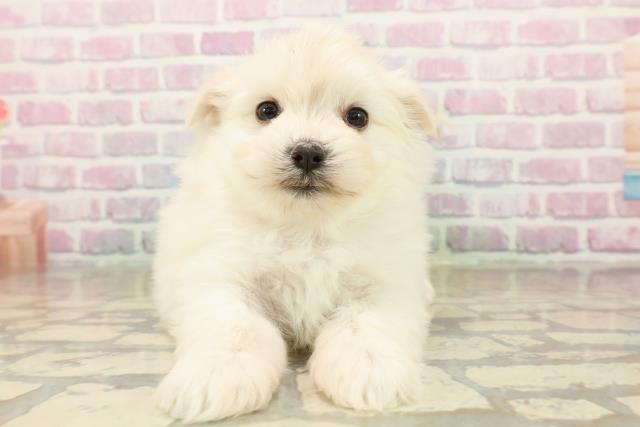 埼玉県のポメマル/マルポメ(ポメラニアン×マルチーズ) (Coo&RIKU桶川店/2025年9月22日生まれ/女の子/ホワイト)の子犬の1枚目の画像