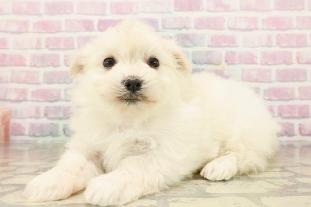 埼玉県のポメマル/マルポメ(ポメラニアン×マルチーズ) (Coo&RIKU桶川店/2025年9月22日生まれ/女の子/ホワイト)の子犬の2枚目の画像