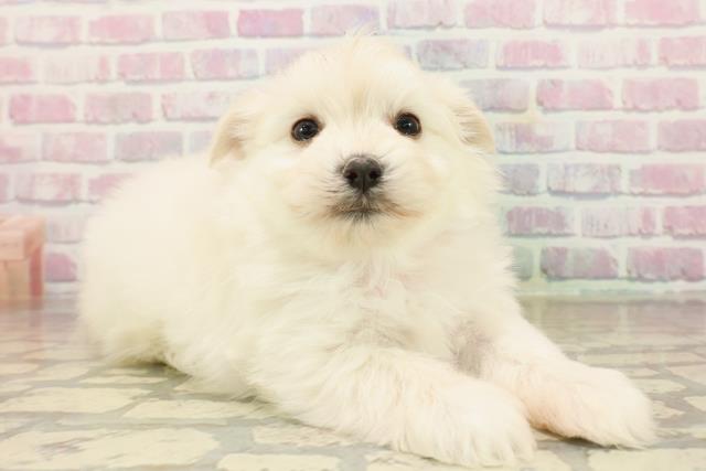 埼玉県のポメマル/マルポメ(ポメラニアン×マルチーズ) (Coo&RIKU桶川店/2025年9月22日生まれ/女の子/ホワイト)の子犬の3枚目の画像