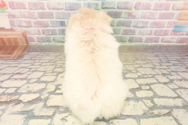 埼玉県のポメマル/マルポメ(ポメラニアン×マルチーズ) (Coo&RIKU桶川店/2025年9月22日生まれ/女の子/ホワイト)の子犬の4枚目の画像