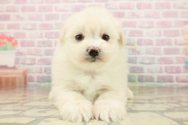 埼玉県のポメマル/マルポメ(ポメラニアン×マルチーズ) (Coo&RIKU春日部店/2025年9月22日生まれ/女の子/ホワイト)の子犬の1枚目の画像
