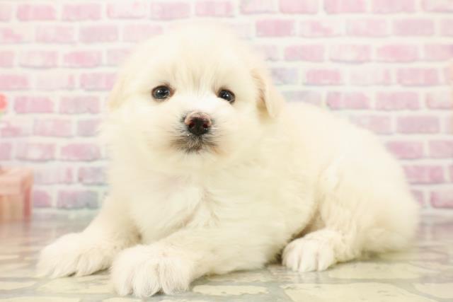 埼玉県のポメマル/マルポメ(ポメラニアン×マルチーズ) (Coo&RIKU春日部店/2025年9月22日生まれ/女の子/ホワイト)の子犬の2枚目の画像