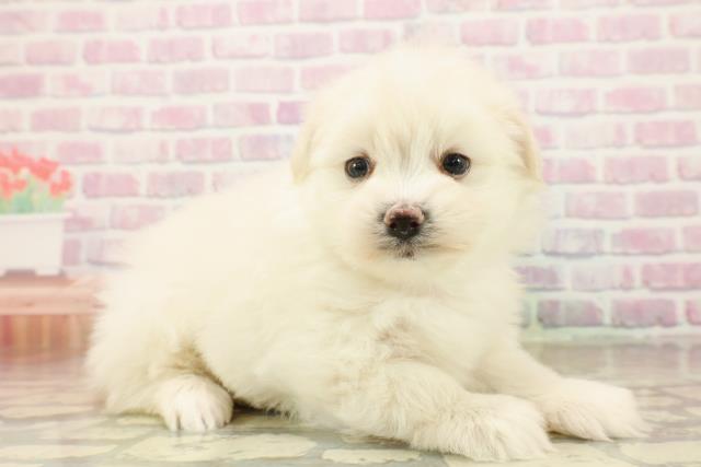 埼玉県のポメマル/マルポメ(ポメラニアン×マルチーズ) (Coo&RIKU春日部店/2025年9月22日生まれ/女の子/ホワイト)の子犬の3枚目の画像