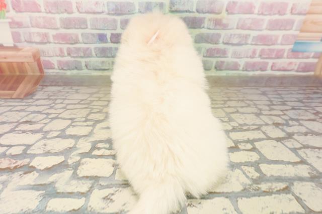 埼玉県のポメマル/マルポメ(ポメラニアン×マルチーズ) (Coo&RIKU春日部店/2025年9月22日生まれ/女の子/ホワイト)の子犬の4枚目の画像