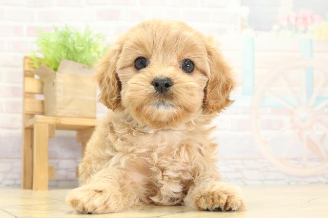 愛知県のマルプー(マルチーズ×プードル) (Coo&RIKU東海一宮店/2025年9月24日生まれ/男の子/クリーム)の子犬の1枚目の画像
