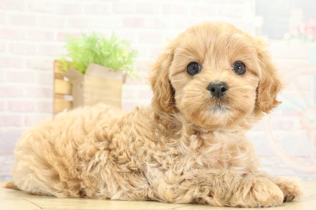 愛知県のマルプー(マルチーズ×プードル) (Coo&RIKU東海一宮店/2025年9月24日生まれ/男の子/クリーム)の子犬の2枚目の画像