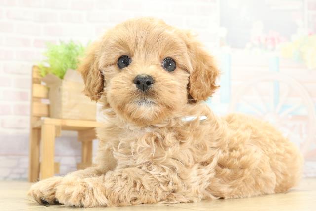 愛知県のマルプー(マルチーズ×プードル) (Coo&RIKU東海一宮店/2025年9月24日生まれ/男の子/クリーム)の子犬の3枚目の画像