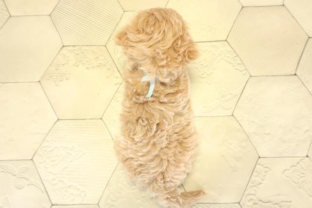 愛知県のマルプー(マルチーズ×プードル) (Coo&RIKU東海一宮店/2025年9月24日生まれ/男の子/クリーム)の子犬の4枚目の画像