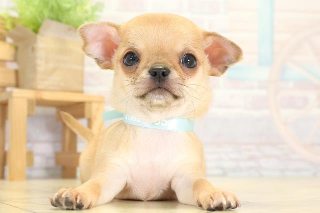 愛知県のチワワ(スムース) (Coo&RIKU東海一宮店/2025年9月23日生まれ/男の子/レッド)の子犬の1枚目の画像