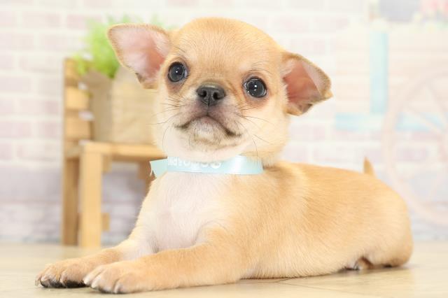 愛知県のチワワ(スムース) (Coo&RIKU東海一宮店/2025年9月23日生まれ/男の子/レッド)の子犬の3枚目の画像