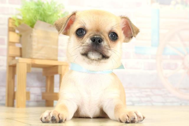 チワワ（スムースコート）